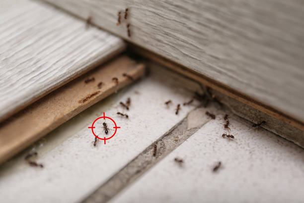 Wildlife Control Services in Shortsville, NY