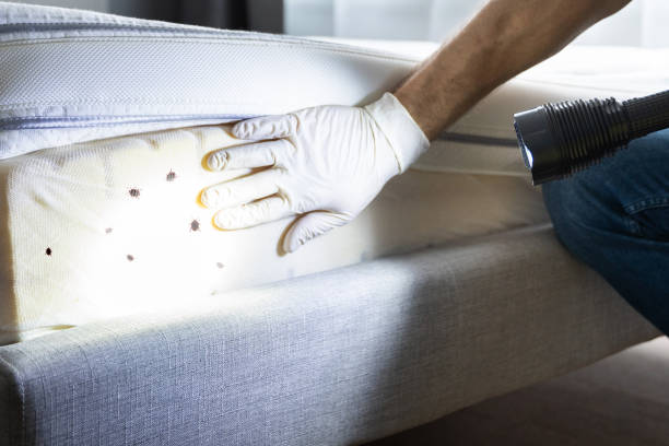 Best Rat Extermination Near Me  in Shortsville, NY