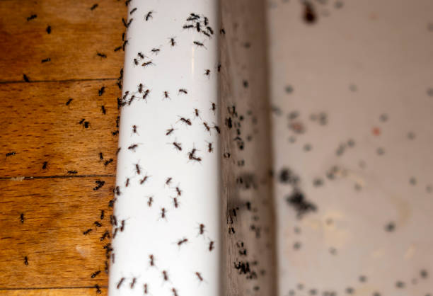 Best Cockroach Control Services  in Shortsville, NY