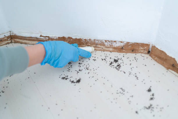 Best Residential Pest Control  in Shortsville, NY
